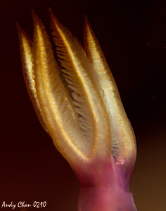 The Gill
Canon G9 + SB 105 with 3 stacked inon UCL 165 by Andy Chan 